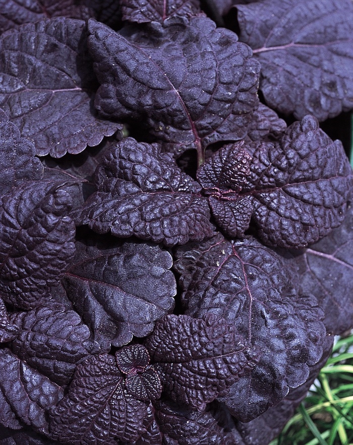 ColorBlaze™ Dark Star - Solenostemon scutellarioides 'Coleus' from Scotts Garden Centre ColorBlaze™ Dark Star - Solenostemon scutellarioides 'Coleus' from Scotts Garden Centre