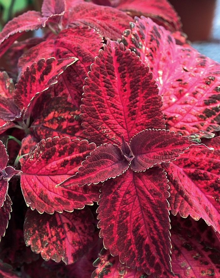 ColorBlaze™ Kingswood Torch - Solenostemon scutellarioides 'Coleus' from Scotts Garden Centre ColorBlaze™ Kingswood Torch - Solenostemon scutellarioides 'Coleus' from Scotts Garden Centre