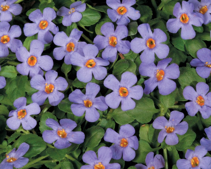 Cabana® Trailing Blue - Sutera 'Bacopa' from Scotts Garden Centre Cabana® Trailing Blue - Sutera 'Bacopa' from Scotts Garden Centre