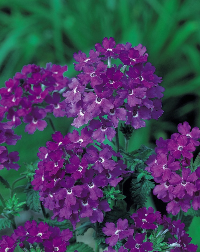 Tukana® Denim Blue - Verbena hybrid from Scotts Garden Centre Tukana® Denim Blue - Verbena hybrid from Scotts Garden Centre