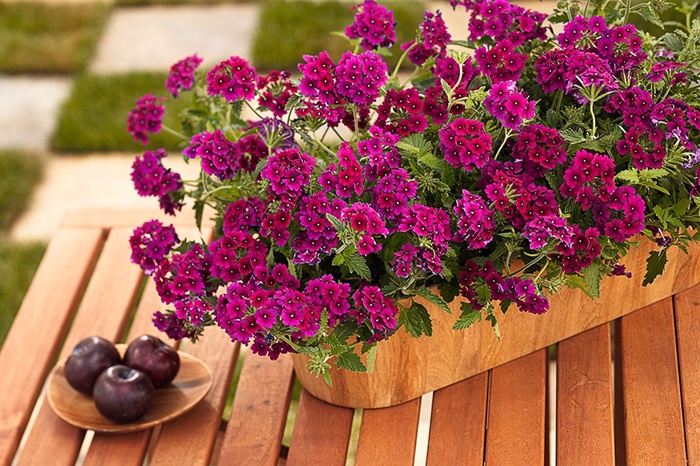 Superbena® Burgundy - Verbena hybrid from Scotts Garden Centre Superbena® Burgundy - Verbena hybrid from Scotts Garden Centre