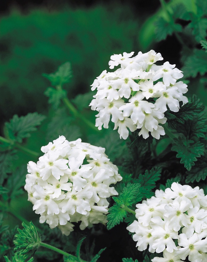 Tukana® White - Verbena hybrid from Scotts Garden Centre Tukana® White - Verbena hybrid from Scotts Garden Centre