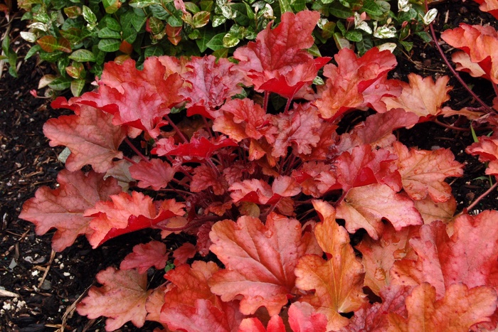 Coral Bells - Heuchera 'Peach Flambe' from Scotts Garden Centre Coral Bells - Heuchera 'Peach Flambe' from Scotts Garden Centre