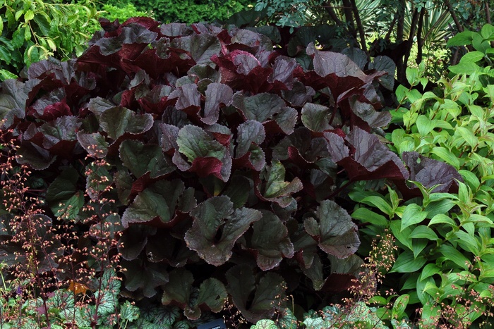 Bigleaf Goldenray - Ligularia dentata 'Britt Marie Crawford' from Scotts Garden Centre Bigleaf Goldenray - Ligularia dentata 'Britt Marie Crawford' from Scotts Garden Centre