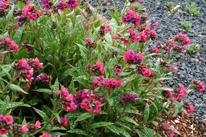 Lungwort - Pulmonaria 'Raspberry Splash' from Scotts Garden Centre Lungwort - Pulmonaria 'Raspberry Splash' from Scotts Garden Centre
