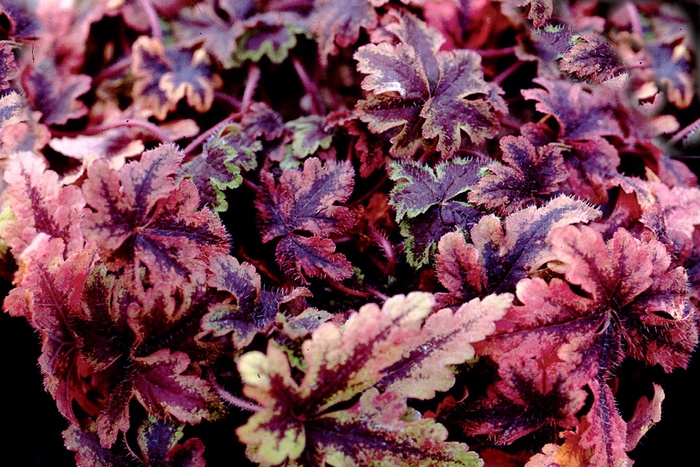 Foamflower - Tiarella 'Crow Feather' from Scotts Garden Centre Foamflower - Tiarella 'Crow Feather' from Scotts Garden Centre