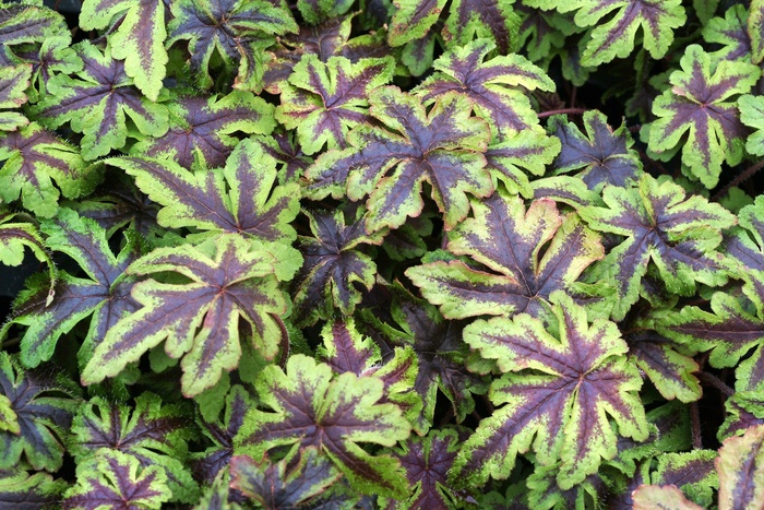 Foamflower - Tiarella 'Jeepers Creepers' from Scotts Garden Centre Foamflower - Tiarella 'Jeepers Creepers' from Scotts Garden Centre