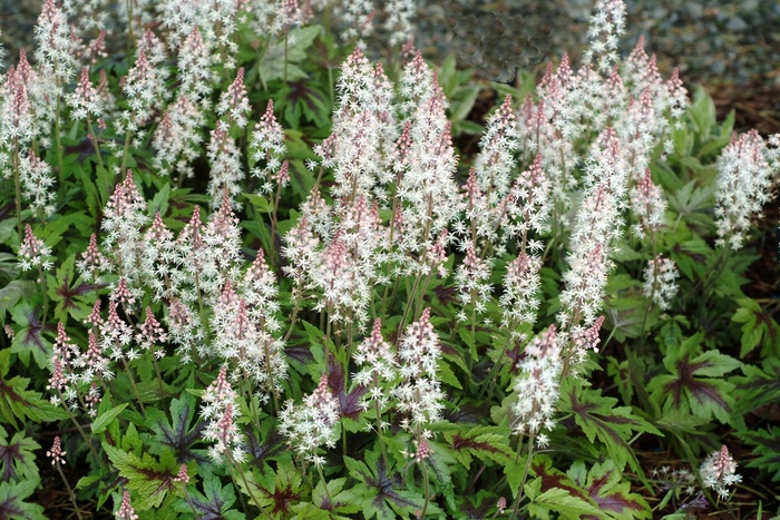 Foamflower - Tiarella 'Sugar and Spice' from Scotts Garden Centre Foamflower - Tiarella 'Sugar and Spice' from Scotts Garden Centre
