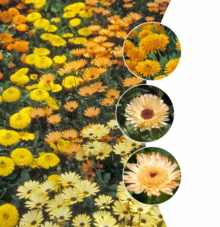 Marigolds - Multiple Varieties Marigolds - Multiple Varieties