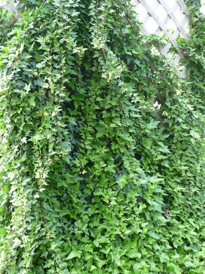 English Ivy - Hedera helix from Scotts Garden Centre English Ivy - Hedera helix from Scotts Garden Centre
