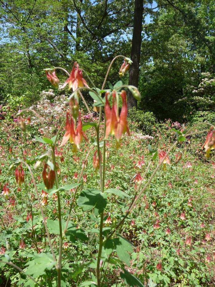 Columbine - Aquilegia canadensis from Scotts Garden Centre Columbine - Aquilegia canadensis from Scotts Garden Centre