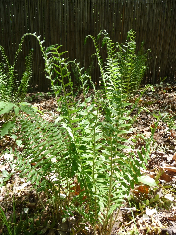 Christmas Fern - Polystichum acrostichoides from Scotts Garden Centre Christmas Fern - Polystichum acrostichoides from Scotts Garden Centre