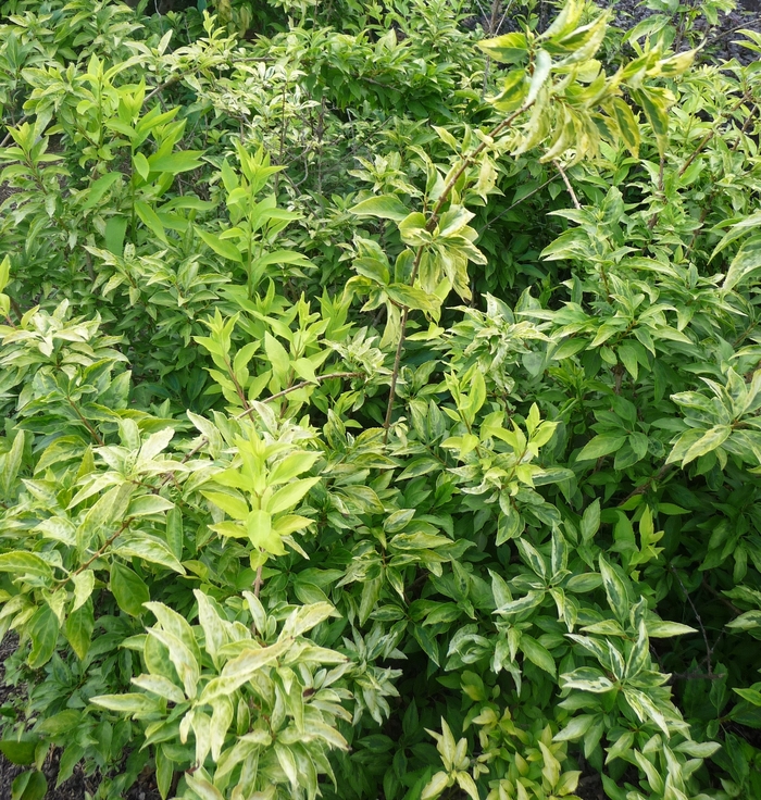 Golden Times Variegated Forsythia - Forsythia giraldiana 'Golden Times' from Scotts Garden Centre Golden Times Variegated Forsythia - Forsythia giraldiana 'Golden Times' from Scotts Garden Centre