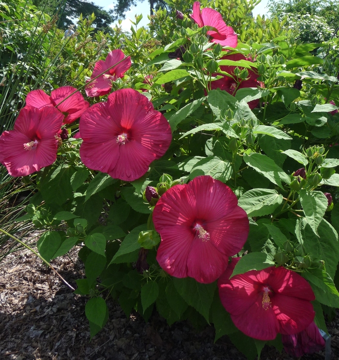 Hibiscus moscheutos 'Luna Red' Rose Mallow Scotts Garden Centre