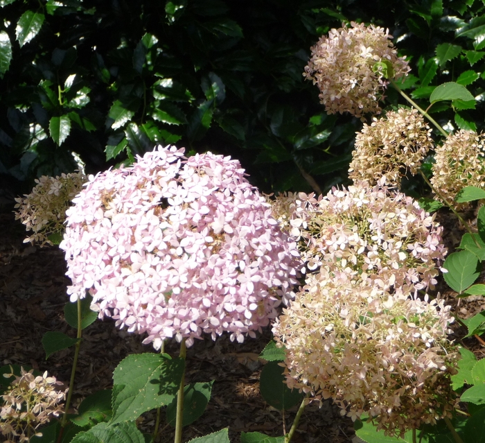Invincibelle® Spirit - Smooth Hydrangea from Scotts Garden Centre Invincibelle® Spirit - Smooth Hydrangea from Scotts Garden Centre