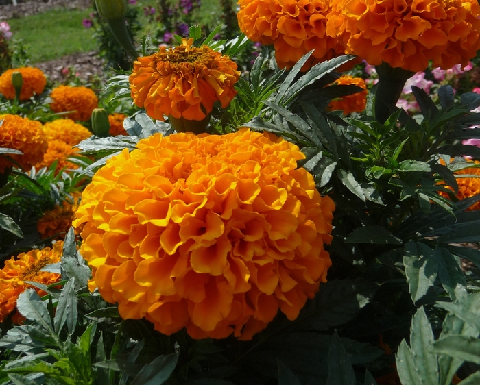 African Marigold - Tagetes 'Marigold Taishan Orange' from Scotts Garden Centre African Marigold - Tagetes 'Marigold Taishan Orange' from Scotts Garden Centre