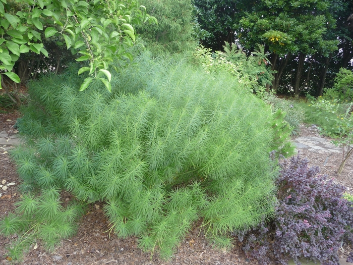 Arkansas Blue Star - Amsonia hubrichtii from Scotts Garden Centre Arkansas Blue Star - Amsonia hubrichtii from Scotts Garden Centre