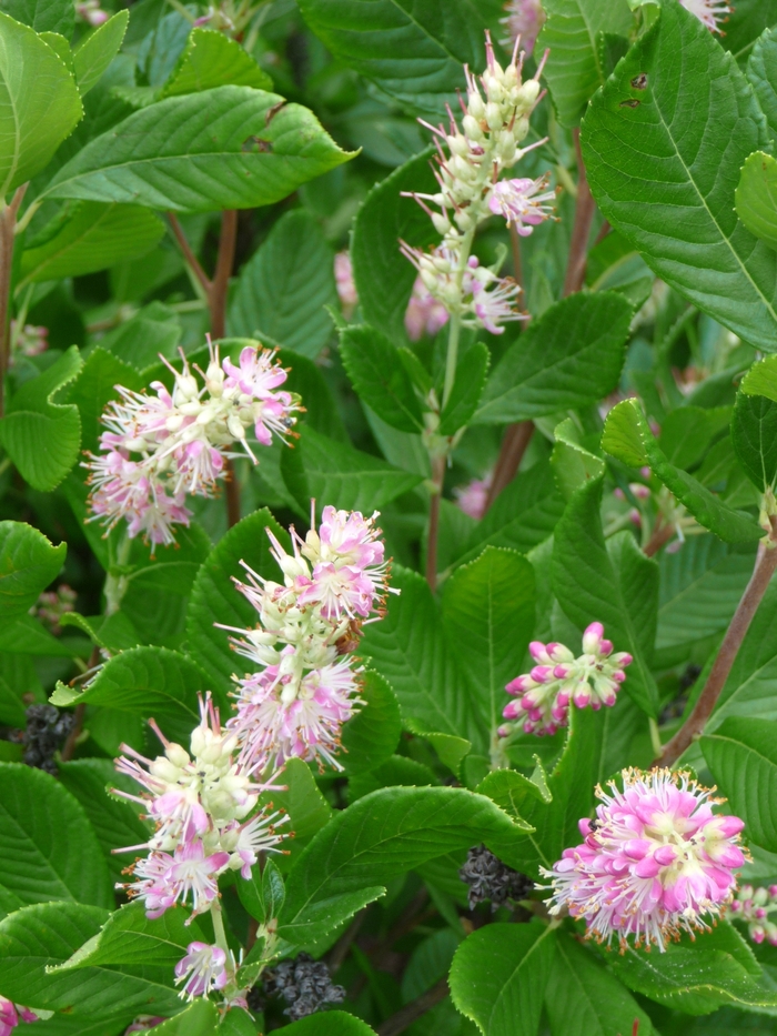 Pink Summersweet - Clethra alnifolia 'Ruby Spice' from Scotts Garden Centre Pink Summersweet - Clethra alnifolia 'Ruby Spice' from Scotts Garden Centre