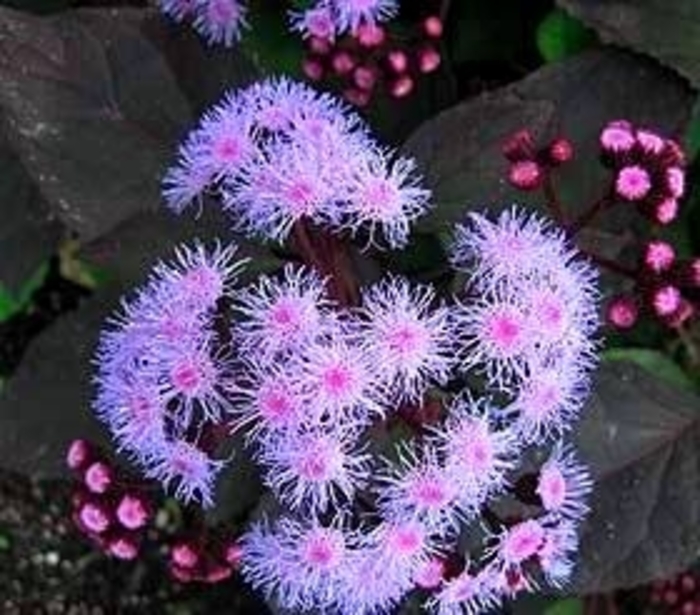Ageratum - Ageratum 'Azure Skies' from Scotts Garden Centre Ageratum - Ageratum 'Azure Skies' from Scotts Garden Centre