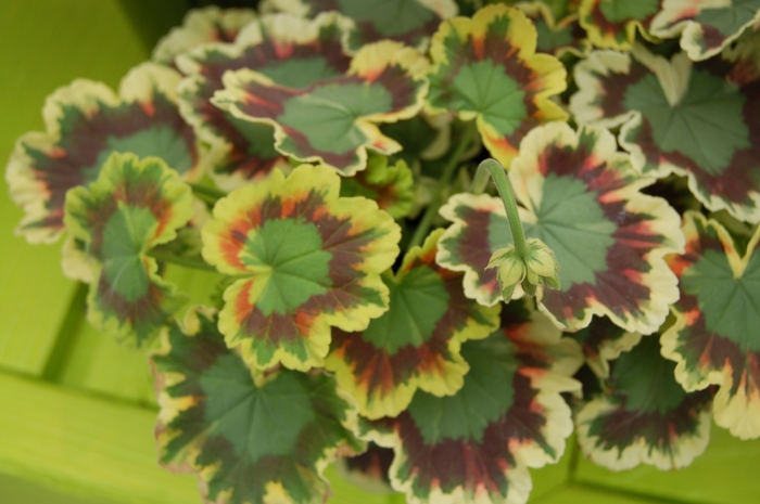 Geranium Mrs. Pollock - Zonal Geranium Mrs. Pollock from Scotts Garden Centre Geranium Mrs. Pollock - Zonal Geranium Mrs. Pollock from Scotts Garden Centre
