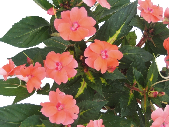 SunPatiens® Vigorous Coral - IMPATIENS for the SUN from Scotts Garden Centre SunPatiens® Vigorous Coral - IMPATIENS for the SUN from Scotts Garden Centre