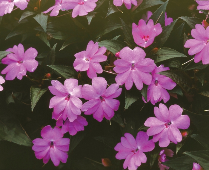 SunPatiens® Vigorous Lavendar - Impatiens x hybrida from Scotts Garden Centre SunPatiens® Vigorous Lavendar - Impatiens x hybrida from Scotts Garden Centre