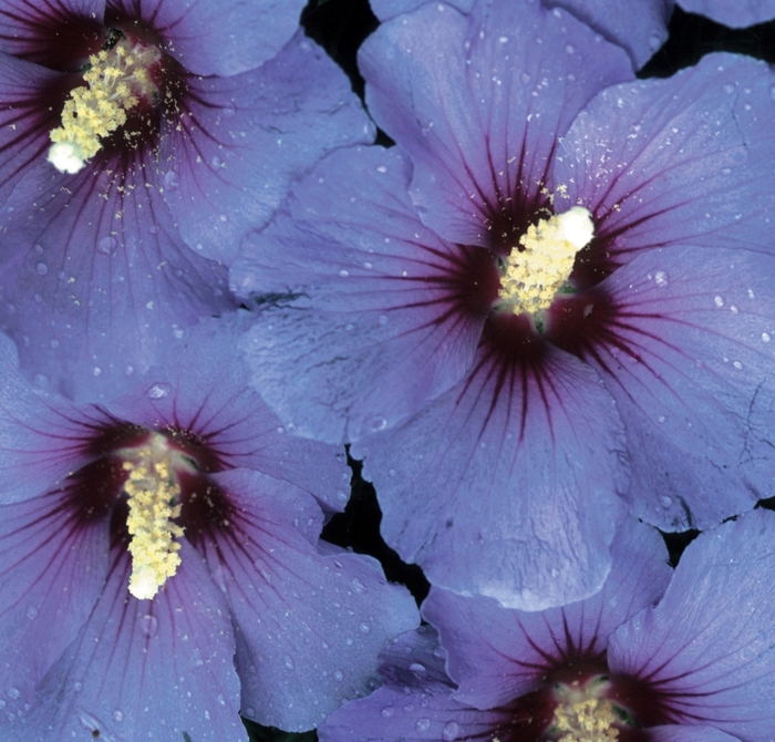 Rose of Sharon - Hibiscus syriacus 'Blue Satin®' from Scotts Garden Centre Rose of Sharon - Hibiscus syriacus 'Blue Satin®' from Scotts Garden Centre