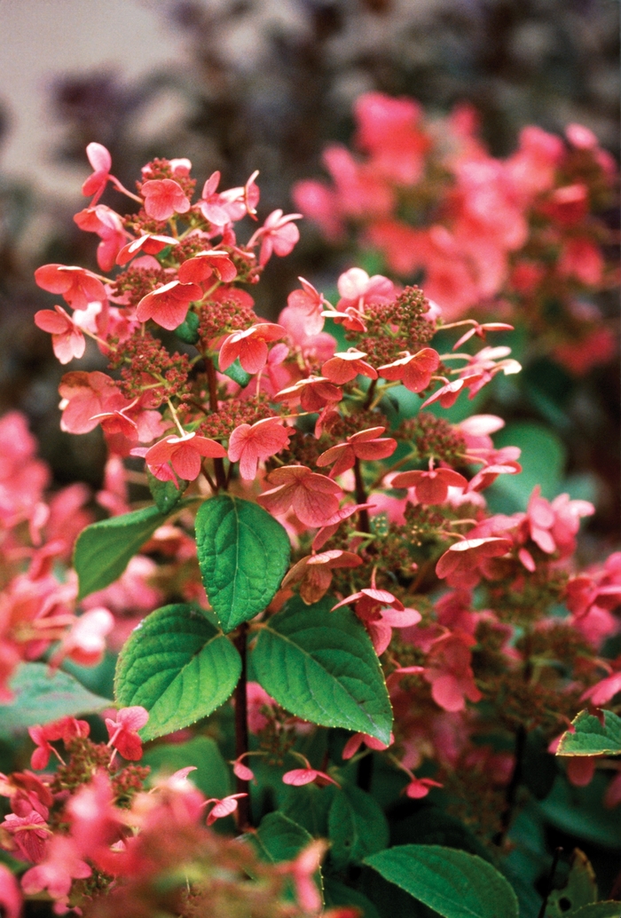 Hardy Hydrangea - Hardy Hydrangea from Scotts Garden Centre Hardy Hydrangea - Hardy Hydrangea from Scotts Garden Centre