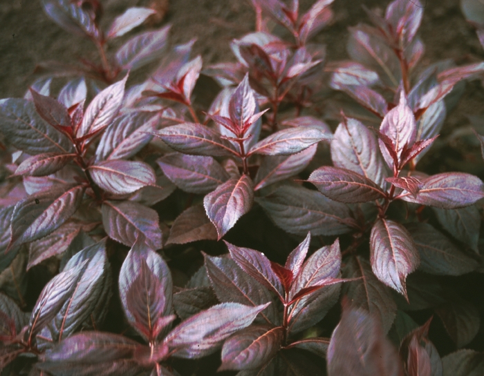 Midnight Wine® - Weigela Midnight Wine® - Weigela