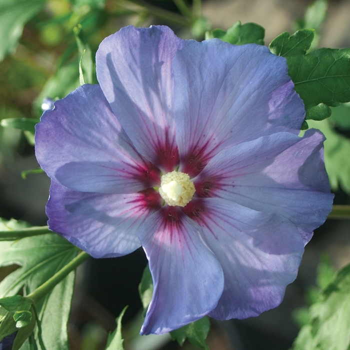 Azurri Blue Satin® - Hibiscus syriacus from Scotts Garden Centre Azurri Blue Satin® - Hibiscus syriacus from Scotts Garden Centre