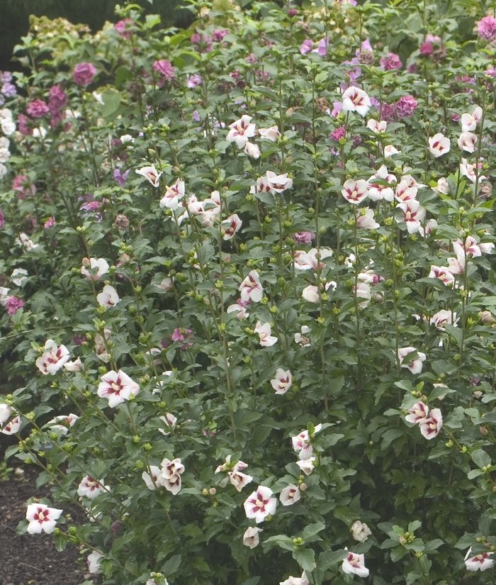 Lil' Kim™ - Rose of Sharon from Scotts Garden Centre Lil' Kim™ - Rose of Sharon from Scotts Garden Centre