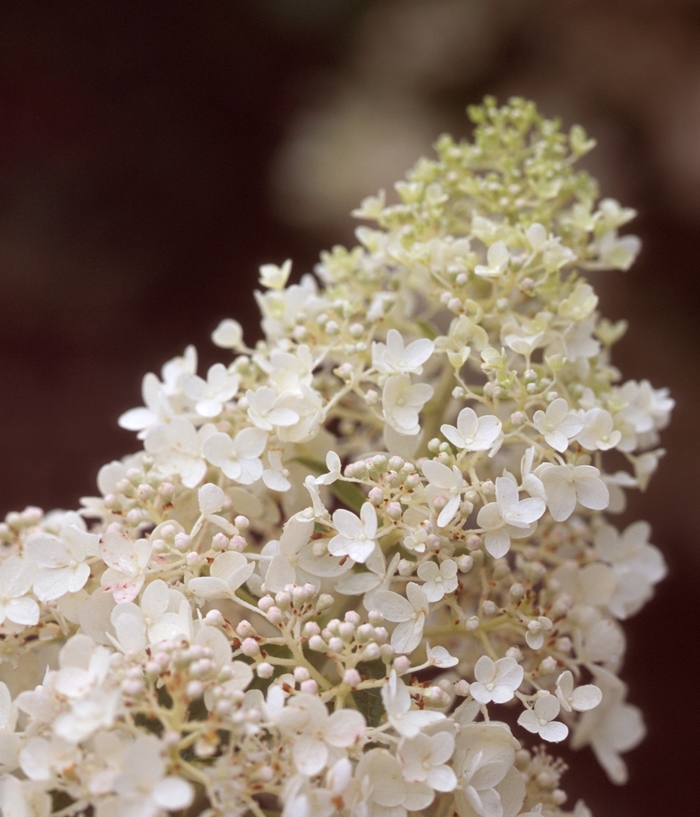 Little Lamb - Hardy Hydrangea from Scotts Garden Centre Little Lamb - Hardy Hydrangea from Scotts Garden Centre