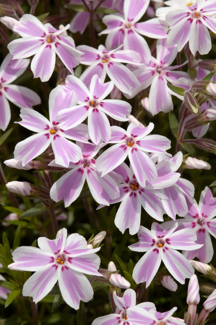 Creeping Phlox - Phlox subulata 'Candy Stripe' from Scotts Garden Centre Creeping Phlox - Phlox subulata 'Candy Stripe' from Scotts Garden Centre