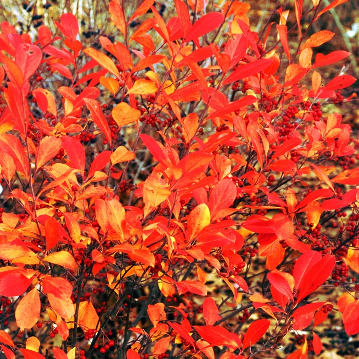 Red Chokeberry - Aronia arbutifolia from Scotts Garden Centre Red Chokeberry - Aronia arbutifolia from Scotts Garden Centre