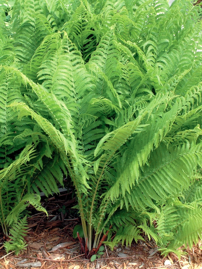 Fern-Ostrich - Matteuccia struthiopteris from Scotts Garden Centre Fern-Ostrich - Matteuccia struthiopteris from Scotts Garden Centre