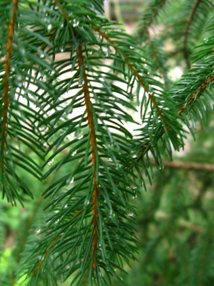 Birds Nest Spruce - Picea abies from Scotts Garden Centre Birds Nest Spruce - Picea abies from Scotts Garden Centre