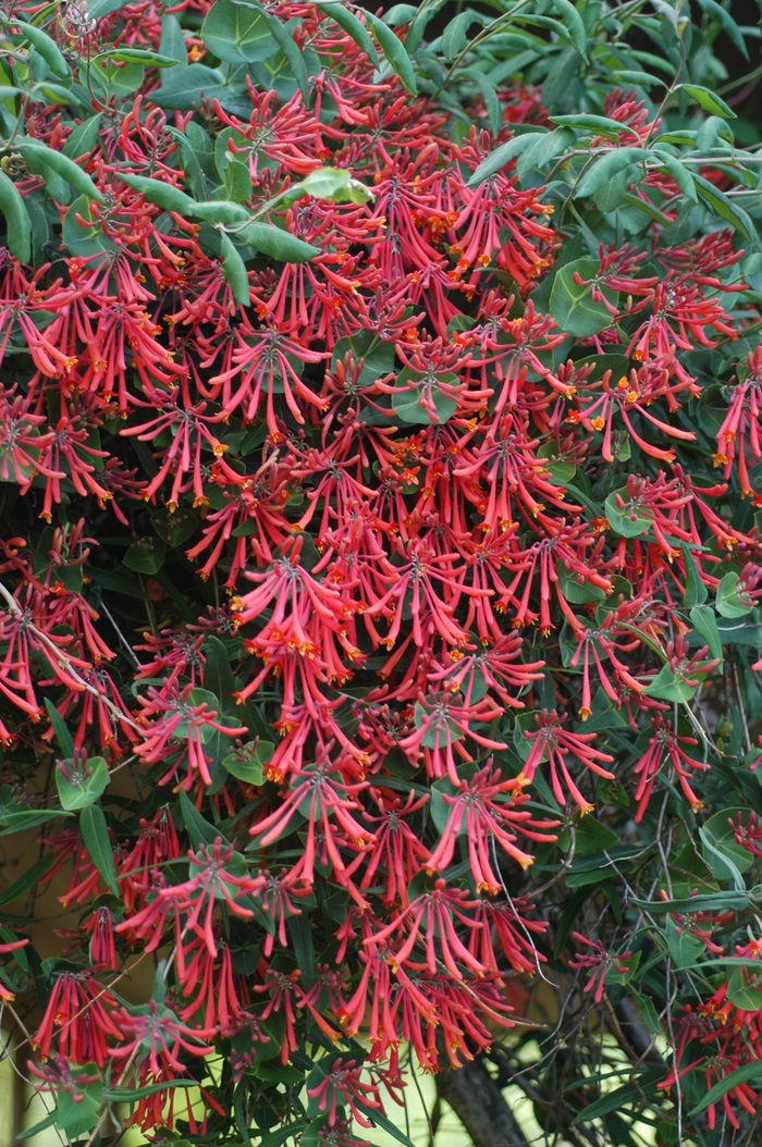 Major Wheeler - Lonicera sempervirens Major Wheeler - Lonicera sempervirens