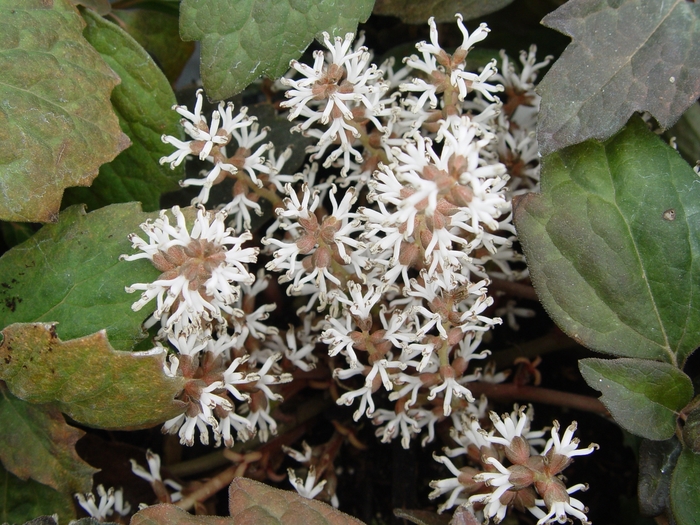 Japanese Spurge - Pachysandra terminalis from Scotts Garden Centre Japanese Spurge - Pachysandra terminalis from Scotts Garden Centre