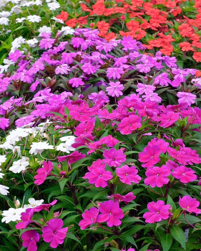 SunPatiens® Collection - IMPATIENS for the SUN from Scotts Garden Centre SunPatiens® Collection - IMPATIENS for the SUN from Scotts Garden Centre