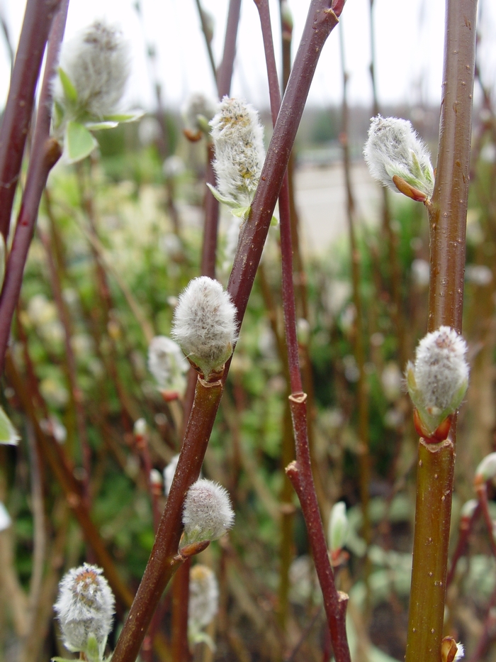 French Pussy Willow - Salix discolor from Scotts Garden Centre French Pussy Willow - Salix discolor from Scotts Garden Centre