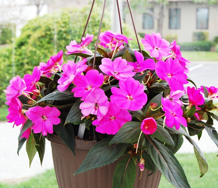 SunPatiens® Compact Lilac - Impatiens 'Lilac' from Scotts Garden Centre SunPatiens® Compact Lilac - Impatiens 'Lilac' from Scotts Garden Centre