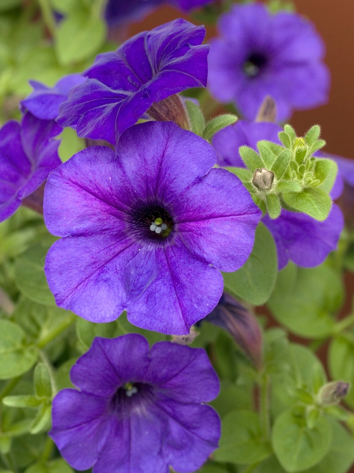 Easy Wave® Blue Petunia - Petunia hybrida 'Easy Wave® Blue' from Scotts Garden Centre Easy Wave® Blue Petunia - Petunia hybrida 'Easy Wave® Blue' from Scotts Garden Centre