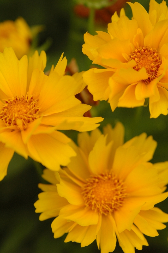 Threadleaf Coreopsis - Coreopsis 'Presto' from Scotts Garden Centre Threadleaf Coreopsis - Coreopsis 'Presto' from Scotts Garden Centre