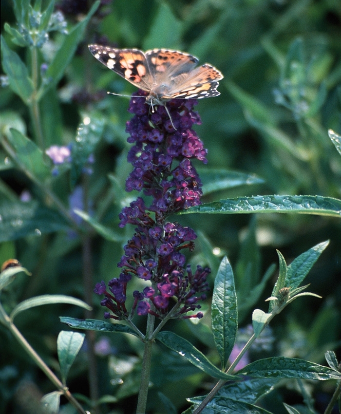 Butterfly Bush - Buddleia davidii 'Black Knight' from Scotts Garden Centre Butterfly Bush - Buddleia davidii 'Black Knight' from Scotts Garden Centre