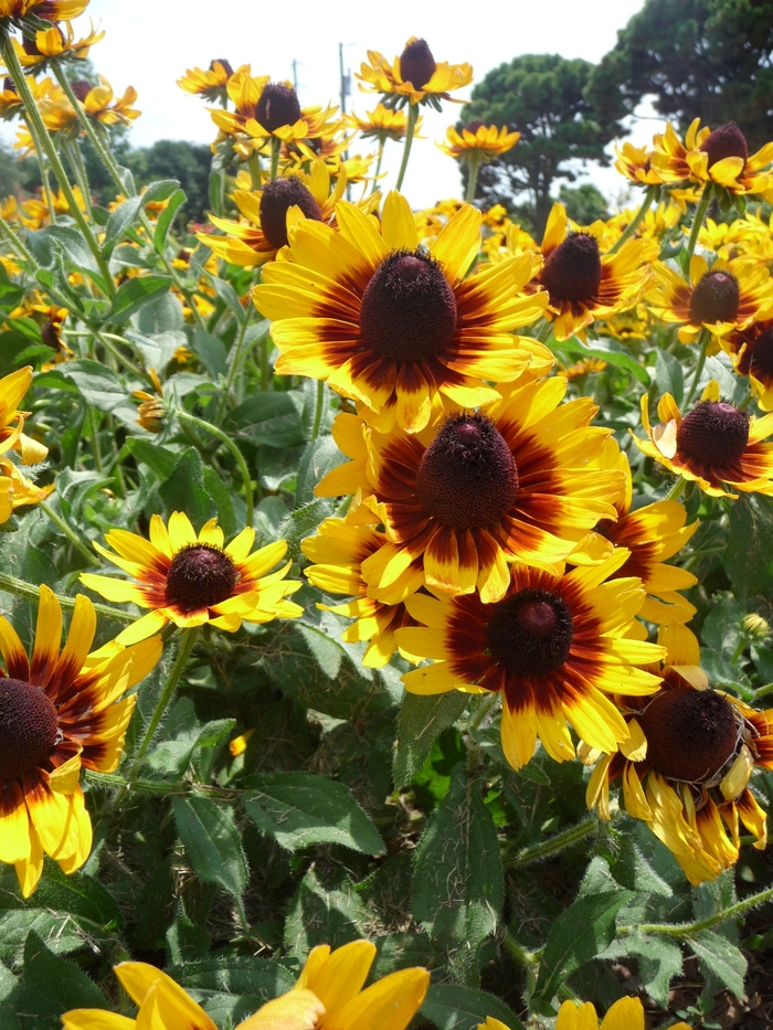 Black-Eyed Susan - Rudbeckia hirta 'Denver Daisy™' from Scotts Garden Centre Black-Eyed Susan - Rudbeckia hirta 'Denver Daisy™' from Scotts Garden Centre