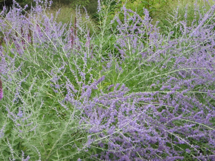 Russian Sage - Perovskia atriplicifolia from Scotts Garden Centre Russian Sage - Perovskia atriplicifolia from Scotts Garden Centre