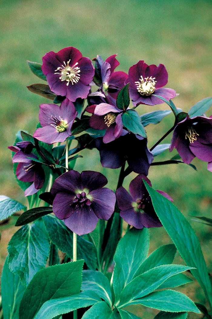 Lenten Rose - Helleborus orientalis 'Blue Lady' from Scotts Garden Centre Lenten Rose - Helleborus orientalis 'Blue Lady' from Scotts Garden Centre