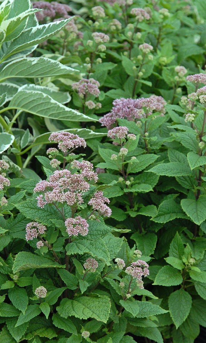 Joe Pye Weed - Eupatorium dubium 'Little Joe' from Scotts Garden Centre Joe Pye Weed - Eupatorium dubium 'Little Joe' from Scotts Garden Centre