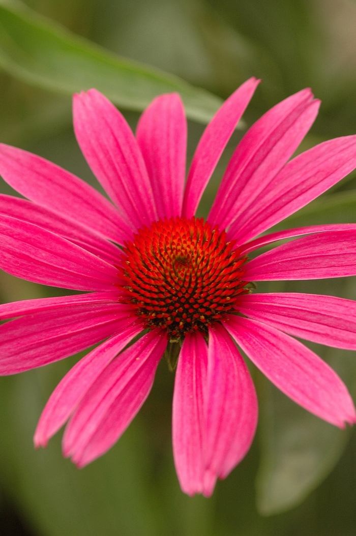 Purple Coneflower - Echinacea purpurea 'Ruby Star' (Rubinstern) from Scotts Garden Centre Purple Coneflower - Echinacea purpurea 'Ruby Star' (Rubinstern) from Scotts Garden Centre