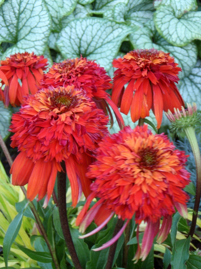 Coneflower - Echinacea 'Hot Papaya' from Scotts Garden Centre Coneflower - Echinacea 'Hot Papaya' from Scotts Garden Centre
